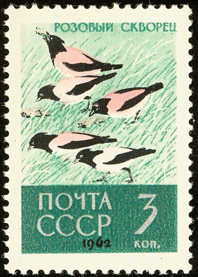 Rosy Starling (Sturnus roseus)