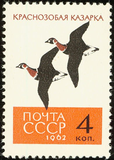 Red-breasted Goose (Branta ruficollis)