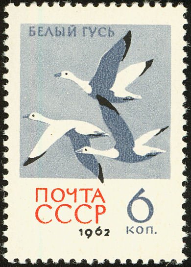 Snow Goose (Anser caerulescens) 