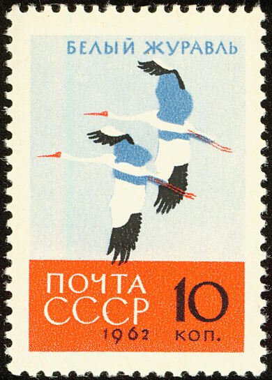 Siberian Crane (Grus leucogeranus)