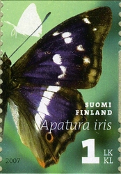 Butterflies - Apatura iris