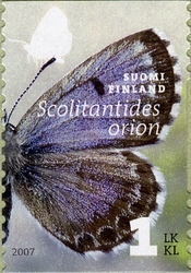 Butterflies - Scolitantides orion