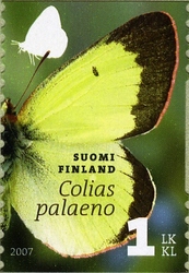 Butterflies - Colias palaeno