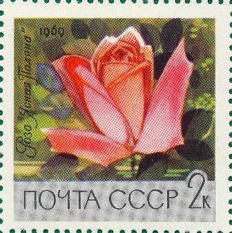 Rose"Clear Glade"