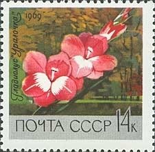 Gladiolus "Ural Girl"
