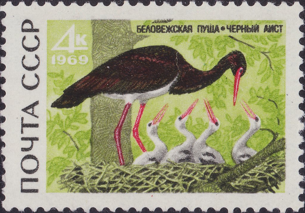 Black Stork (Ciconia nigra)