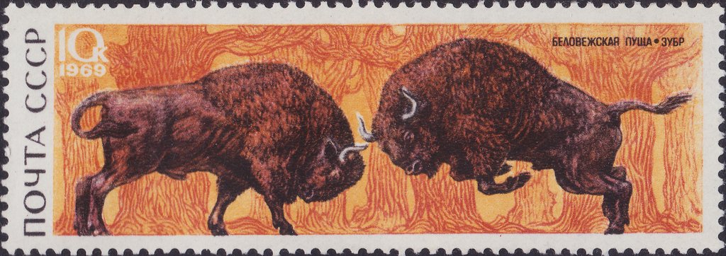 European Bison (Bison bonasus)