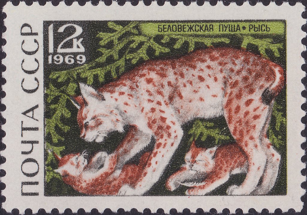 Eurasian Lynx (Lynx lynx)