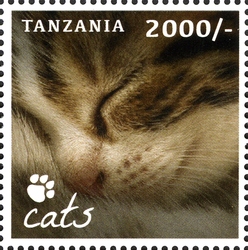 Cats - Our Furry Companions
