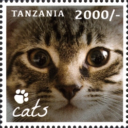 Cats - Our Furry Companions