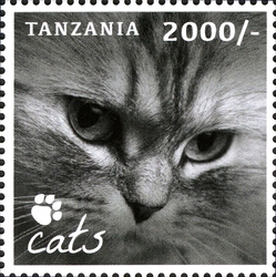 Cats - Our Furry Companions