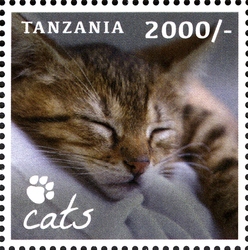 Cats - Our Furry Companions