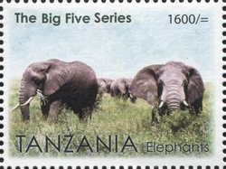 The Big Five Series - Elephants