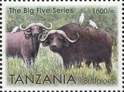 The Big Five Series - Buffaloes