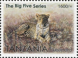 The Big Five Series - Leopard