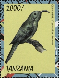 Sunbirds of Africa - Olive Sunbird