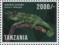 Reptiles of Africa - Jackson's Chameleon