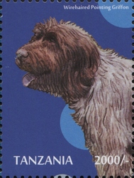 Dogs - Wire-haired Pointing Griffon