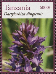 Orchids - Dactylorhiza dinglensis