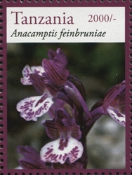 Orchids - Anacamptis feinbruniae