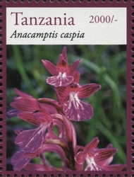 Stamp, Orchids - Anacamptis caspia, Tanzania,  