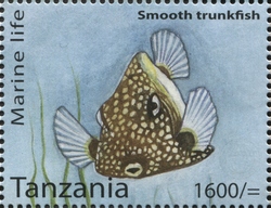 Marine Life - Smooth Trunkfish