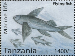 Marine Life - Flying fish
