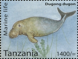 Marine Life - Dugong dugon