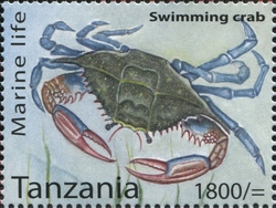 Marine Life - Swimming crab