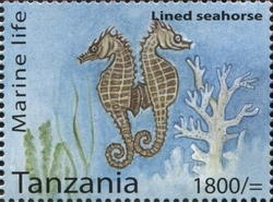 Marine Life - Lined Seahorse