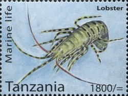 Marine Life - Lobster