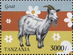 Farm Animals - Goat