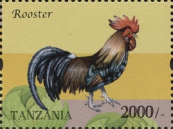 Farm Animals - Rooster