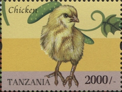 Farm Animals - Chicken