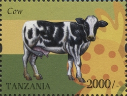 Farm Animals - Cow