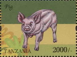 Farm Animals - Pig