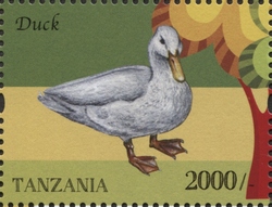Farm Animals - Duck