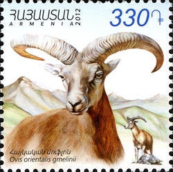 Flora and Fauna of Armenia - Armenian mouflon