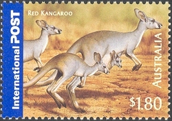 Bush Wildlife - Red Kangaroo