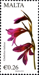 Maltese Flora - Field Gladiolus