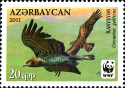 WWF - Birds of Prey - Circaetus gallicus