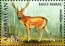 Hirkan National Park - Cervus nippon