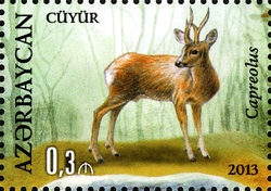 Hirkan National Park - Capreolus