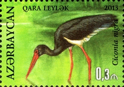 Hirkan National Park - Ciconia nigra
