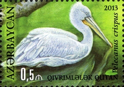 Hirkan National Park - Pelecanus crispus