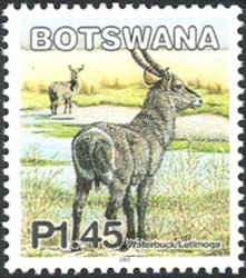 Mammals of Botswana - Waterbuck