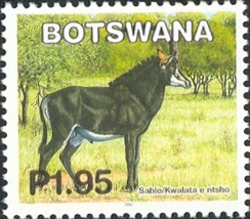 Mammals of Botswana - Sable