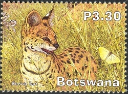 Wetlands Part 4 - Serval