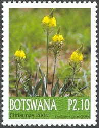 Christmas 2004 - Bulbine narcissifolia