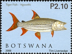 Okavango Fishes - Tiger fish